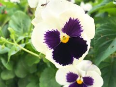 -松山湖梦幻百花洲