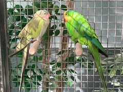 -南宫五洲植物乐园