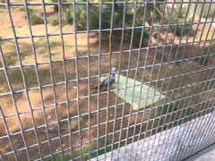 -日照海滨国家森林公园