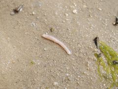 -北海金海湾红树林生态旅游区