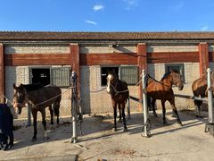 -北京群众马术培训基地