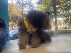 -瑞派康怡24h宠物医院·犬猫医疗中心·微创绝育(瑞景分院)