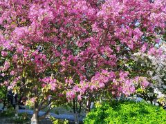 -长白岛森林公园