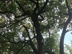 -杭州西湖风景名胜区-满觉陇四眼井