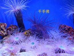 -上海海洋水族馆