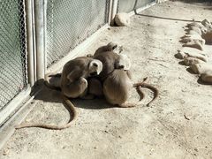-上海野生动物园