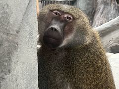 -武汉动物园