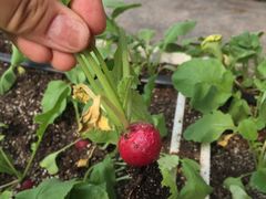 -甜心庄园·甜心草莓采摘园(西青中北店)