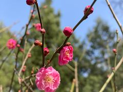 -国家植物园