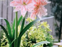 -小八仙·宴(三峡茶庄店)