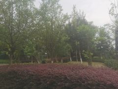 -成飞公园