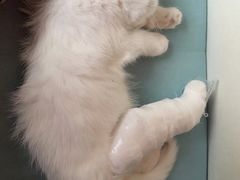-凯瑞希宠物医院·狂犬免疫·微创·皮肤科