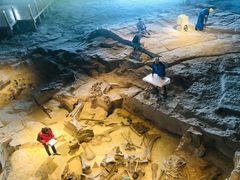 -自贡恐龙博物馆