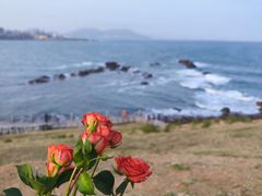 -小麦岛公园