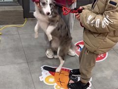 -帕帕拉兹宠物(亚洲旗舰店)