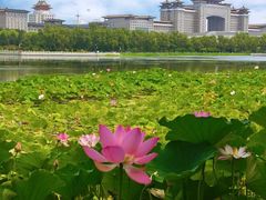 -莲花池公园