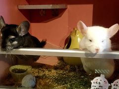 -藦茜花园宠物主题亲子互动体验馆(国顺东路店)