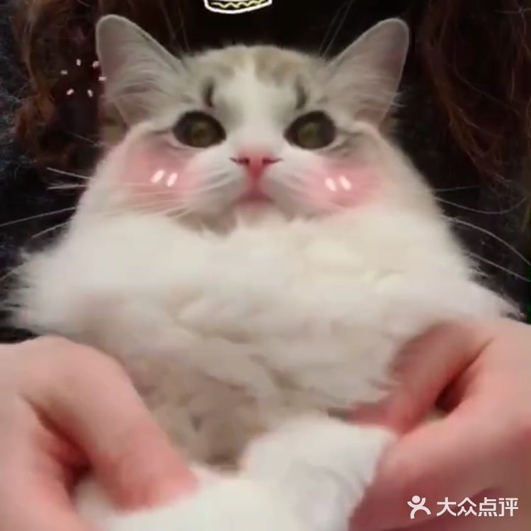 山猫绝对不是传统线，但是好多山猫却是传统型