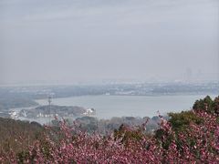 -香雪海