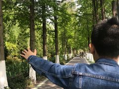 -合肥滨湖国家森林公园