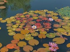 -国家植物园南园