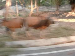 -清迈夜间动物园