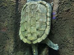 -太平洋海底世界