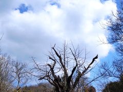 -上海佘山国家森林公园天马山园