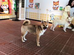 -柴犬高等学院·狗咖·柴犬售卖·宠物训练