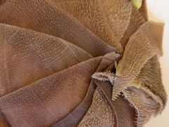 -蝎王府羊蝎子(西直门店)