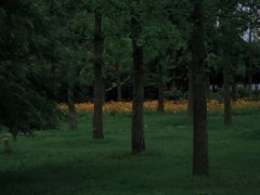 -禹州森林植物园