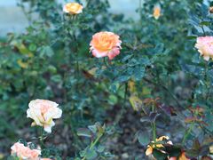 -人民公园(罗湖区)