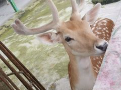 -贵州森林野生动物园