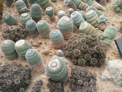 -深圳仙湖植物园