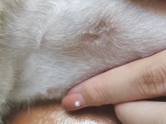 -联合动物医院(光谷诊疗中心)