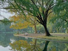 -上海共青森林公园