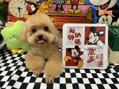 -Pets First伊珊娜洗护·精致美容·家庭式寄养(新会路店)