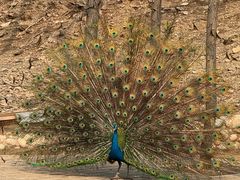 -石家庄市动物园