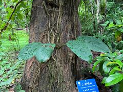 -中国科学院西双版纳热带植物园