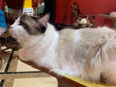 -猫色咖啡·猫咖