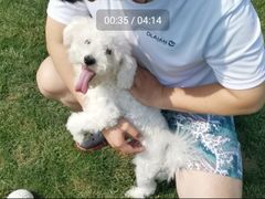 -趣玩宠物乐园寄养训犬训狗游泳池