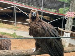 -西霞口神雕山野生动物世界