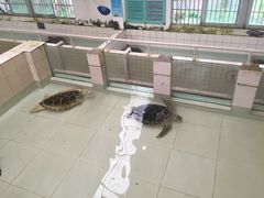 -广东惠东海龟国家级自然保护区