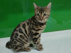 -瑞鹏瑞爱宠物医院·全科·猫科·血液透析中心(龙头寺店)