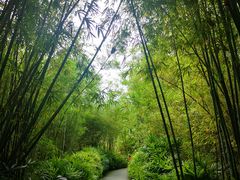 -大屏嶂森林公园