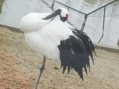 -盐城丹顶鹤湿地生态旅游区