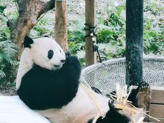 -广州长隆野生动物世界