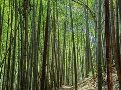 -四明山国家森林公园