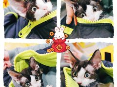 -十年猫舍·猫咪专门店(普陀店)