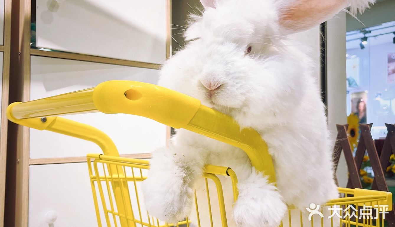深圳首家｜遇见萌宠体验馆🐰